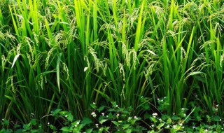 水稻施肥技巧（水稻施肥技巧与方法）