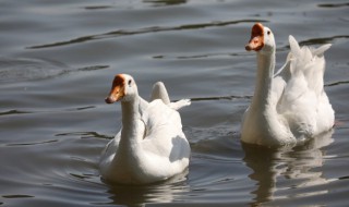 散养鹅的最佳方法 散养鹅的养殖方法