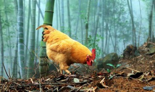 腌制整只腊鸡方法 腌制整只腊鸡方法大全