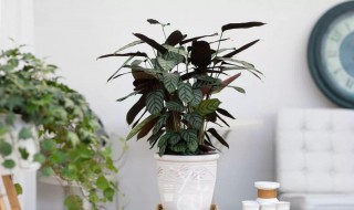 俏美人的浇水方法（俏美人怎么浇水）