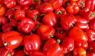 灯笼辣椒种植方法 灯笼辣椒种植方法和技术