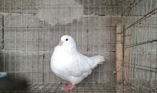 元宝鸽的喂养方法 元宝鸽的饲养技术