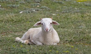 正宗烤羊腿制作方法（烤羊腿的做法 最正宗的做法）