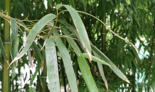 夏威夷竹最佳修剪方法（夏威夷竹最佳修剪方法视频）