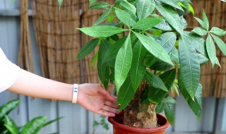 室内种植发财树技巧（室内种植发财树技巧与方法）