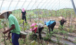 葡萄除草最新方法 葡萄除草最新方法视频