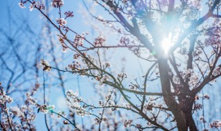 武汉市花为何为梅花? 武汉市花是什么