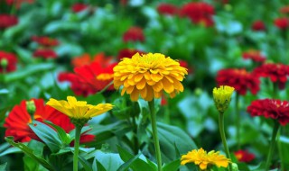 象征友谊的花有哪些（象征友谊的花有哪些图片）