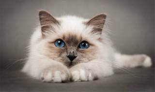 梦到小猫（梦到小猫咪是什么意思）