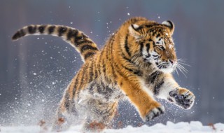 八虎是什么意思 二虎八鸡是什么意思