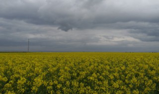 云花是什么意思 云花是什么意思网络用语