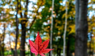 秋天唯美文案短句子 秋天的唯美文案句子