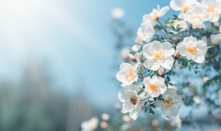 星河有关的唯美名字 星河名字大全唯美