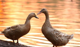 周公解梦梦见死鸭子 周公解梦梦见死鸭子身上还有虫