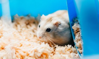 生肖鼠的文化象征意义（生肖鼠的文化象征意义在哪）