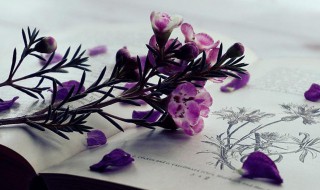 癸未是什么意思（八字癸未是什么意思）