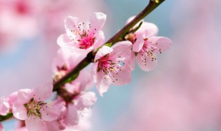 命带桃花是什么意思 男命桃花怎么看