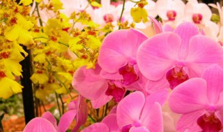 花中君子指的是什么花 花中皇后指的是什么花