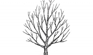 自然开心形修剪方法 开心型树型修剪图片