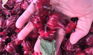 冰糖红桃k做法（冰糖红桃k的制作方法）