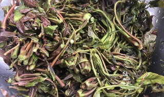 香椿怎么保存到冬天吃(香椿怎么保存到冬天吃,为什么放醋)