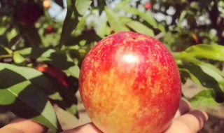 油桃常温下保存好吗（油桃常温下保存好吗能放多久）