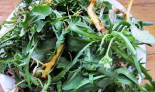 苦菜的吃法 苦瓜的吃法和做法
