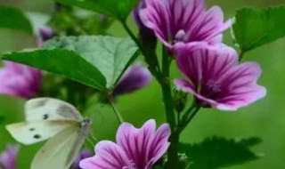 二十四节气花卉有哪些(二十四节气分别有什么花)