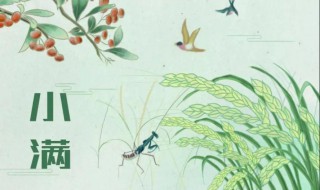 小满节气如何养生 小满节气养生重点