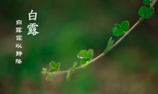 二十四节气中白露节气是什么意思（二十四节气中的白露是什么意思?）