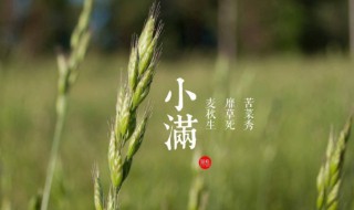 小满节气的特点（小满节气的特点和风俗由来）