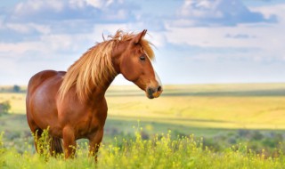 哪些人不能吃马肉（可以吃马肉吗）