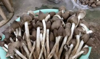 哪些人不能吃鸡枞菌(哪些人不能吃鸡枞菌类)