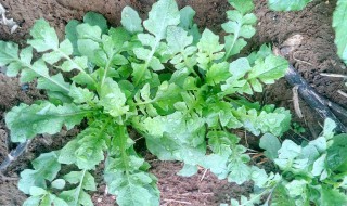 哪些人不能吃普通荠菜（哪些人不能吃普通荠菜饺子）