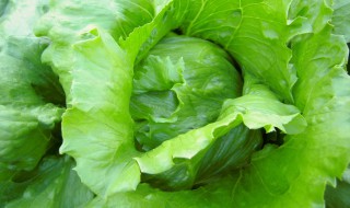 结球莴苣的吃法 结球莴苣怎么吃