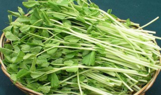 哪些人不能吃豌豆苗（什么人不能吃豌豆苗）