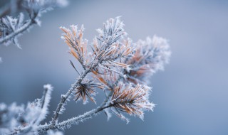 2021年节气小雪冷吗 2021年小雪节气是哪一天