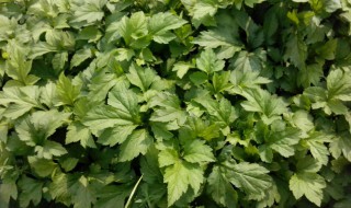 珍珠菜的吃法 珍珠菜的吃法和做法