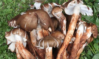 鸡枞菌的吃法 油泡鸡枞菌的最佳吃法