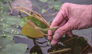 哪些人不能吃莼菜（莼菜不适合什么人吃）