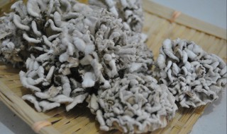 哪些人不能吃藏灵菇(哪些人不能吃藏灵菇汤)