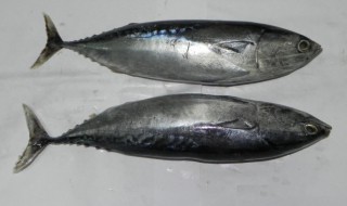 哪些人不能吃鲣鱼(哪些人不能吃鮰鱼)