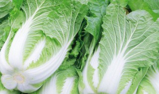 哪些人不能吃小白口 哪些人不能吃小白口服液