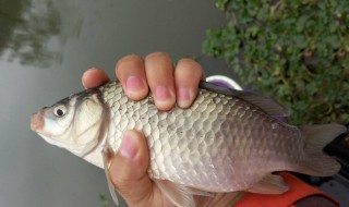 海鲫鱼和鲫鱼的区别有哪些（海鲫鱼和鲫鱼的区别有哪些图片）