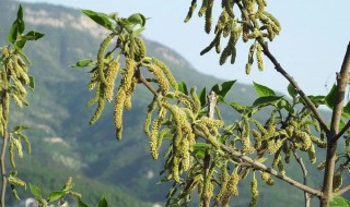 构树穗你吃过吗 构树穗吃法