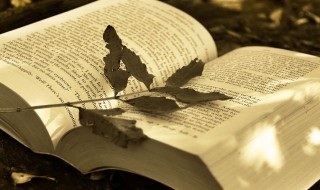 春光明媚意思 春光明媚意思解释