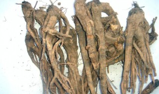 前胡的功效与作用