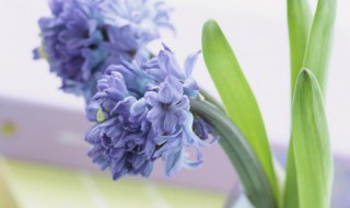 缘木求鱼意思（缘木求鱼意思打一生肖）