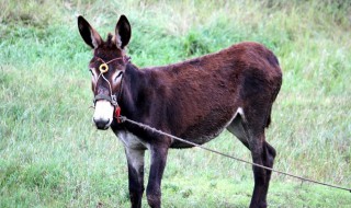 已婚女人梦到驴了什么预兆（女人梦到驴是什么预兆）