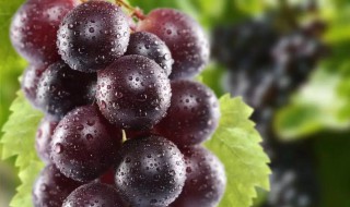 麝香葡萄吃了有什么好处呢 麝香葡萄的功效